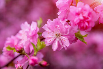 Spring background with pink blossom. Close-up image of the nature