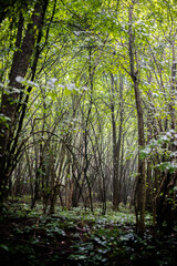 Trees in the thick fog