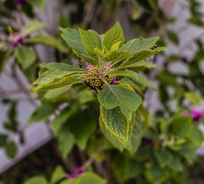 American Beautyberry