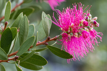 Close up of Callistemon Hot Pink flower