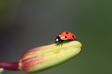 Obraz premium Ladybug on Lily bud