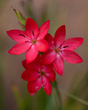 Close up of Hesperantha coccinea Oregon Sunset flowers in late summer