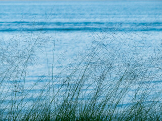 湖岸の雑草がやさしくなびく　秋晴れの琵琶湖