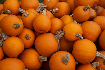 Background of orange pumpkins. Fall farm market or pumpkin patch