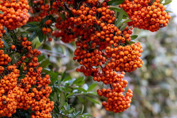 Pyracantha Saphyr Orange berries in the autumn