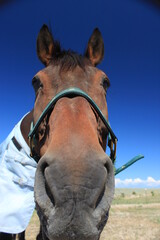 horse face close-up brown bay