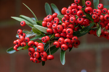 Close up of Pyracantha Saphyr Red berries in the autumn