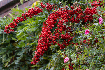 Pyracantha Saphyr Red in full berry against a wall