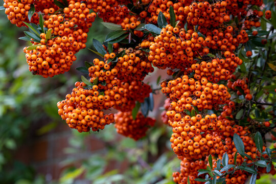 Hanging Pyracantha Saphyr Orange berries in the autumn