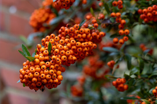Close up of Pyracantha Saphyr Orange berries in autumn