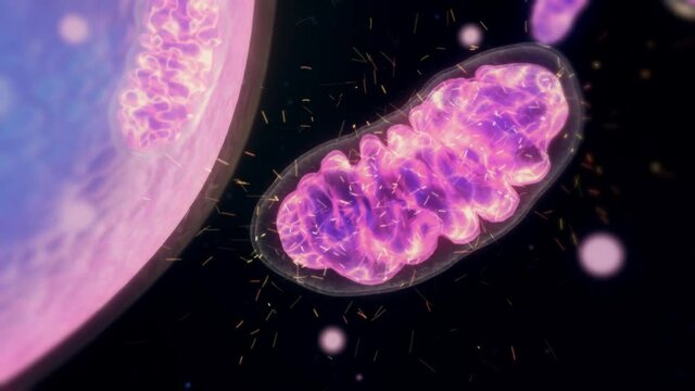 Animation Zoom inside the cell showing the mitochondria producing energy. Travel inside the human body.