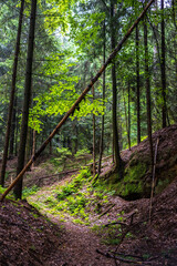 Narrow hiking trail through a forest with rocks, lots of moss and a fallen tree in the Altmühltal