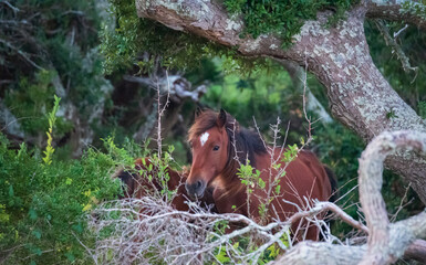 Wild Horses on Shackelford Banks