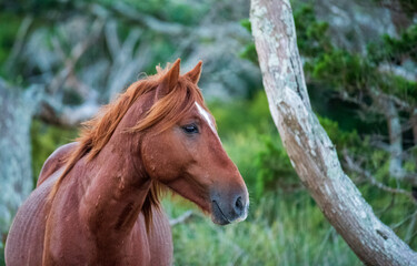 Obraz premium Wild Horses on Shackelford Banks