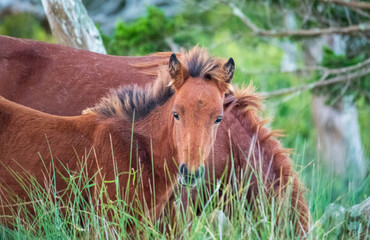 Obraz premium Wild Horses on Shackelford Banks
