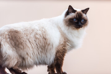 Long Hair Siamese (Balinese) Cat
