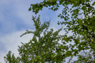 leaves and sky
