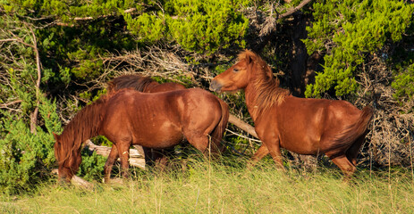 Wild Horses on Shackelford Banks