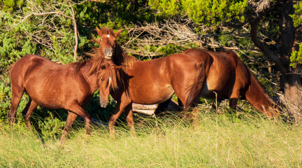 Wild Horses on Shackelford Banks