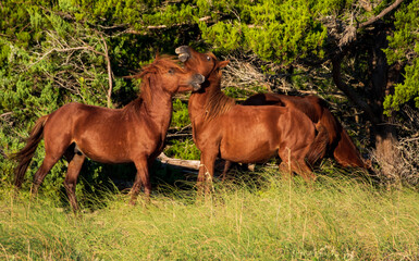 Naklejka premium Wild Horses on Shackelford Banks