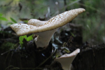 Mushroom in the Wild