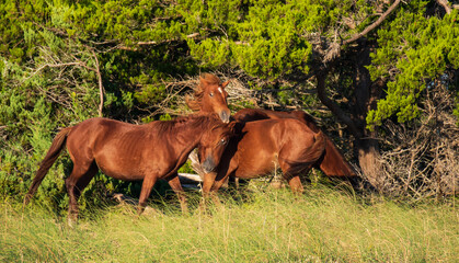 Fototapeta premium Wild Horses on Shackelford Banks