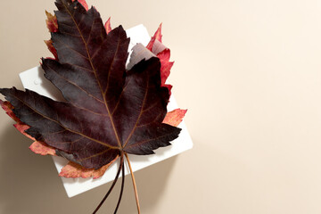 autumn maple leaves on a beige background