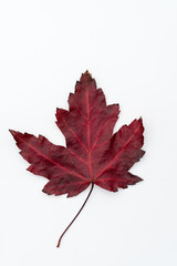 maple leaf isolated on white