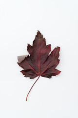 red maple leaf isolated on white