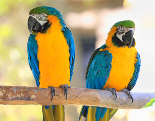 Fototapeta na wymiar Blue and yellow macaws parrots sitting on a branch in Riviera Maya Jungle, Mexico