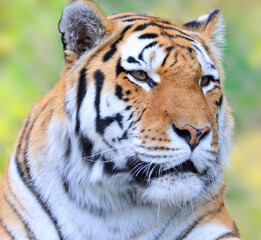 Siberian tiger portrait, also known as the Amur tiger