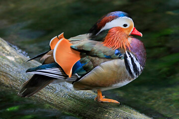 Male Mandarin Duck portrait