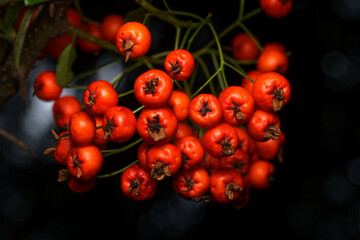 Pyracantha red fruits of a firethorn in a park in early autumn