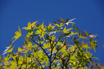 Leaves of a tree with green leaves in a Japanese garden under bright blue sky