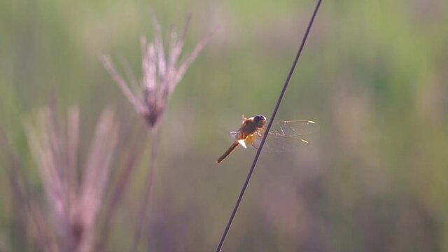 dragonfly on the grass in the morning