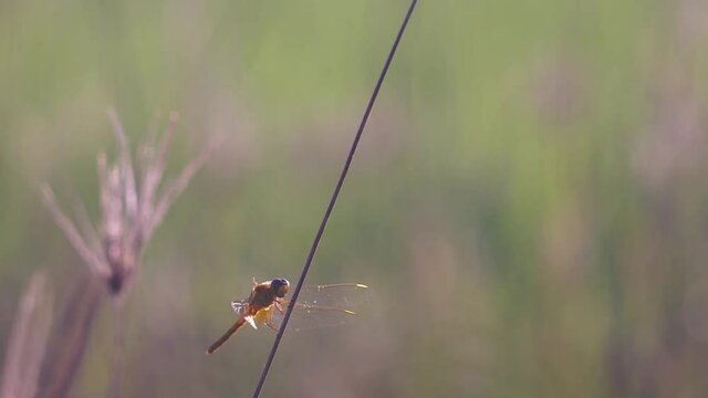 dragonfly on the grass in the morning