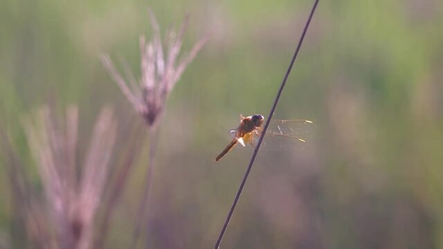 dragonfly on the grass in the morning
