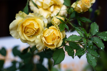 yellow roses bouquet