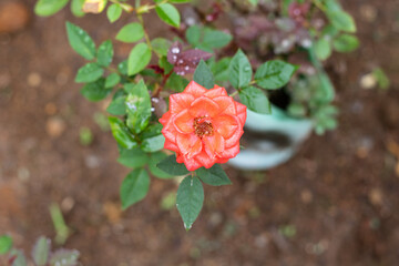 red rose in garden