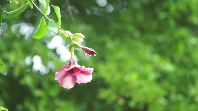 pink flowers in the garden