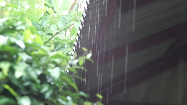 rain drops on the window