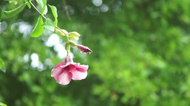 pink flowers in the garden