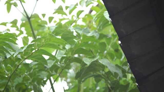 green leaves in the morning