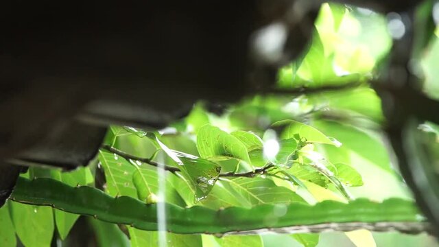 close up of a leaf of a tree