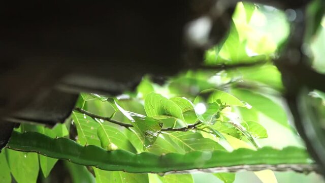 close up of a tree in the spring