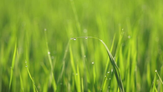dew on grass