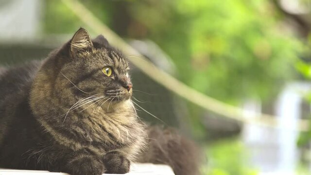 portrait of a cat