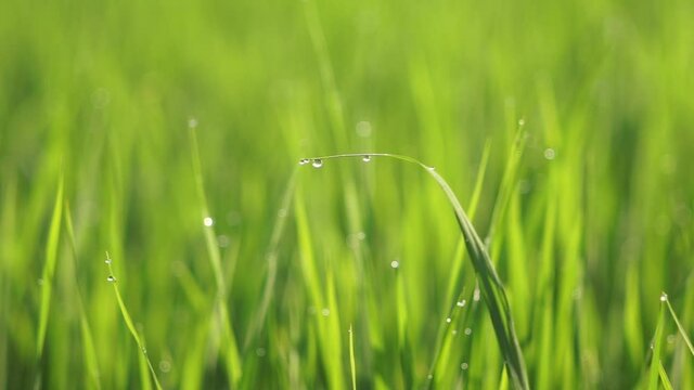 green grass with dew drops