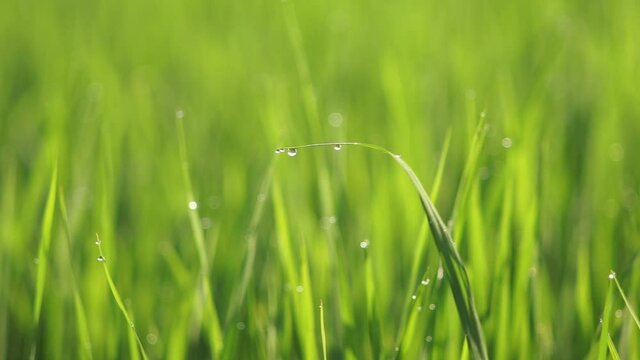 green grass background