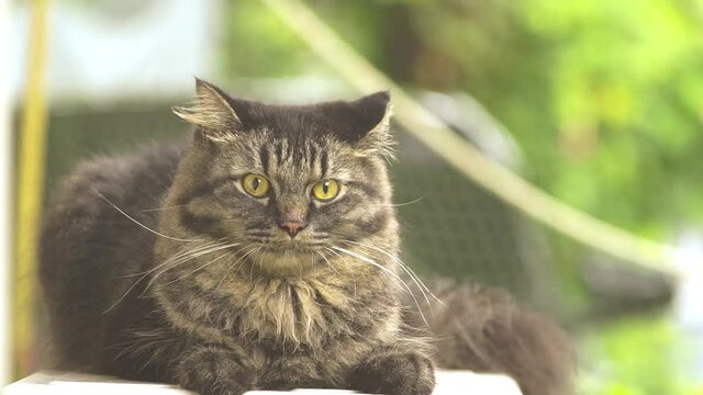 portrait of a cat